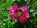 Dark pink crapemyrtle flower